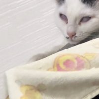 白目になって寝始める白黒の猫