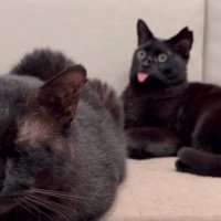 背後に猫
