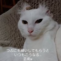 ドヤ顔の猫