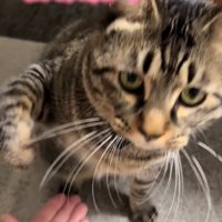 前足をあげる猫