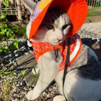 帽子をかぶる猫