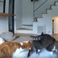 カメラに映る猫