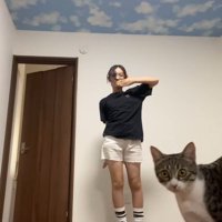 カメラに近づく猫