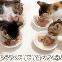 ごはんを食べる4匹の子猫