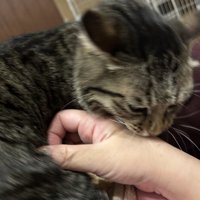 飼い主を噛む猫