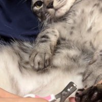 爪切りをされて不満そうな猫