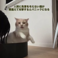 驚く猫