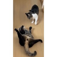 室内にいる猫たち