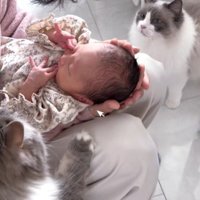 赤ちゃんを抱いている人とそれを見ている2匹の猫