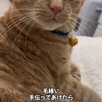 目を見開いているカメラ目線の猫のアップ