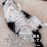 寝転がる猫