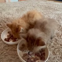 ごはんを食べる2匹の子猫