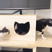 室内にいる猫たち