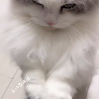 ママの膝を前足でカリカリするミヌエット