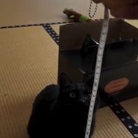 見上げる猫