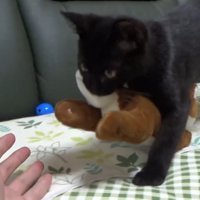 おもちゃをくわえてくる猫
