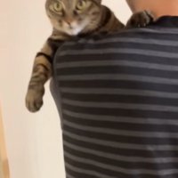 揺られる猫