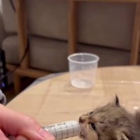 ミルクを飲む子猫