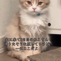 不満そうな表情の猫