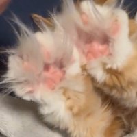 手を開いて飼い主に前足の毛を触られている猫
