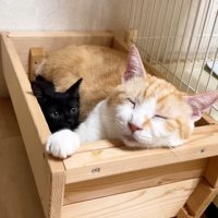 手をかけるむぎくん