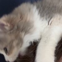 飼い主の髪を舐める子猫