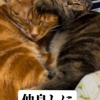 くっついて寝る2匹の猫