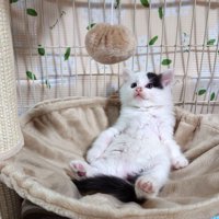 子猫がハンモックの上でおっさん座りしている様子
