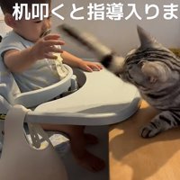 赤ちゃんと猫の写真6