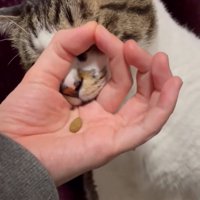 輪っかに口を近づける猫