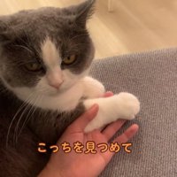 飼い主の手に前足を乗せてカメラを見つめる猫