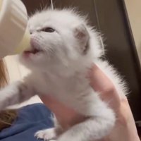 哺乳瓶に顔を近づける子猫