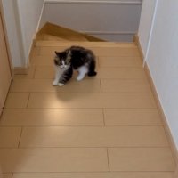 階段上に登場