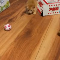 たくさんのボールで遊ぶ子猫