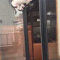 窓の隙間の子猫と見守る猫
