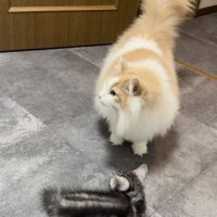毛を逆立てる子猫と子猫から目を逸らすノルウェージャンフォレストキャット