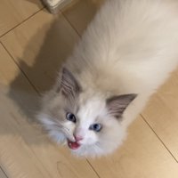 飼い主さんの足元にいる猫さん