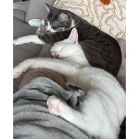 寝ている猫たち