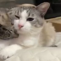 成猫になった三毛猫