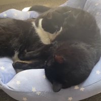 黒猫の腹に顔を乗せてもう一度眠るハチワレ猫