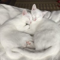 顔をくっつけて寄り添って眠る2匹の猫