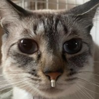 猫の顔