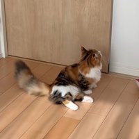 反射光を待っている猫