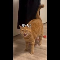 はーん！