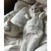 室内にいる猫