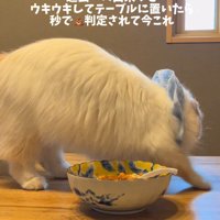 砂をかける仕草をする猫