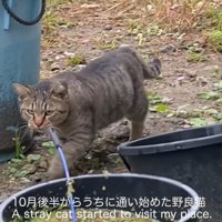 外を歩く猫