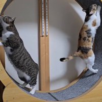キャットホイールの壁に前足をついて立ち上がる2匹の猫