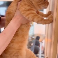 壁に前足をつく猫