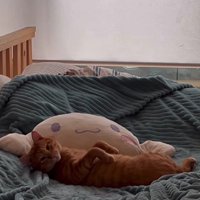 ベッドでくつろぐ猫